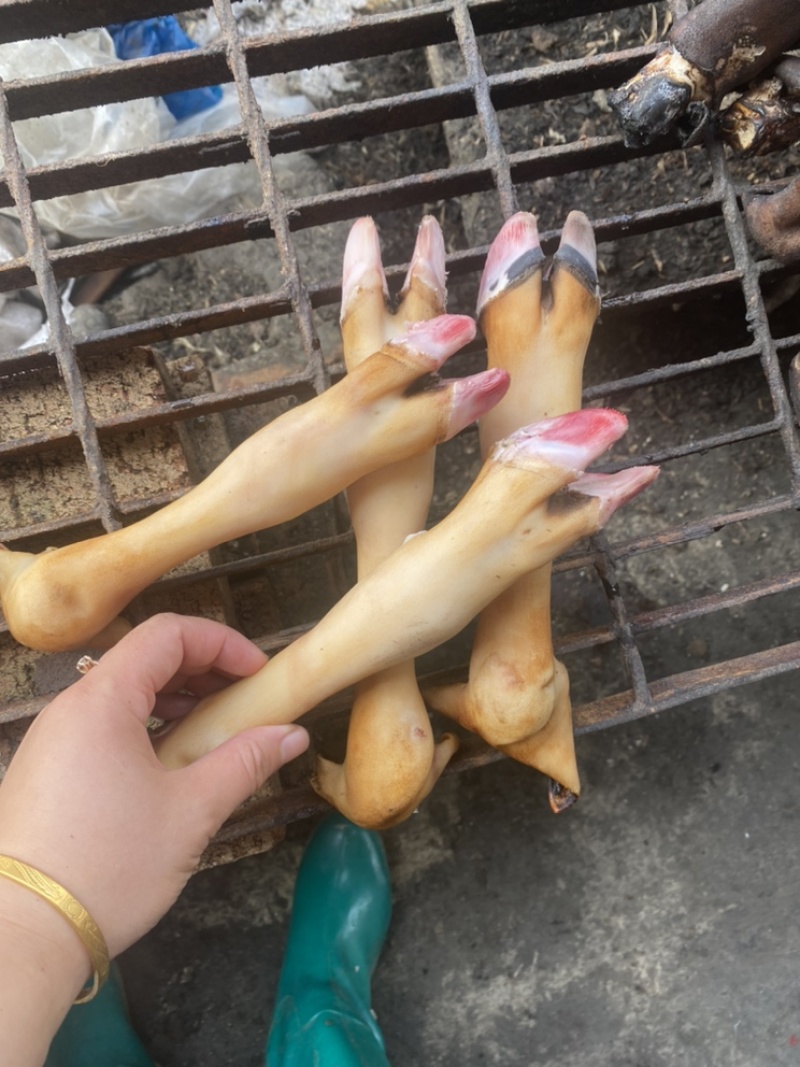 羊蹄，火烧羊蹄，一斤秤三个，