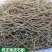 铁皮石斛干条批发霍山石斛枫斗批发