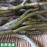 铁皮石斛干条批发霍山石斛枫斗批发