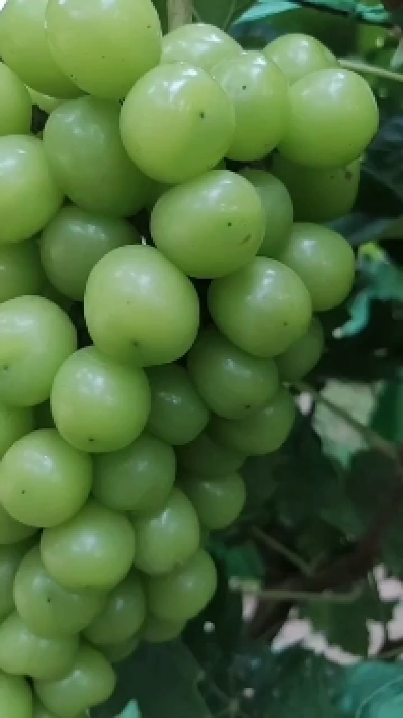 葡萄苗，夏黑根嫁接，5bb，贝达根嫁接50万棵