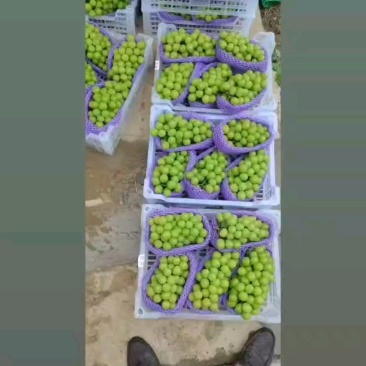 葡萄苗，夏黑根嫁接，5bb，贝达根嫁接50万棵