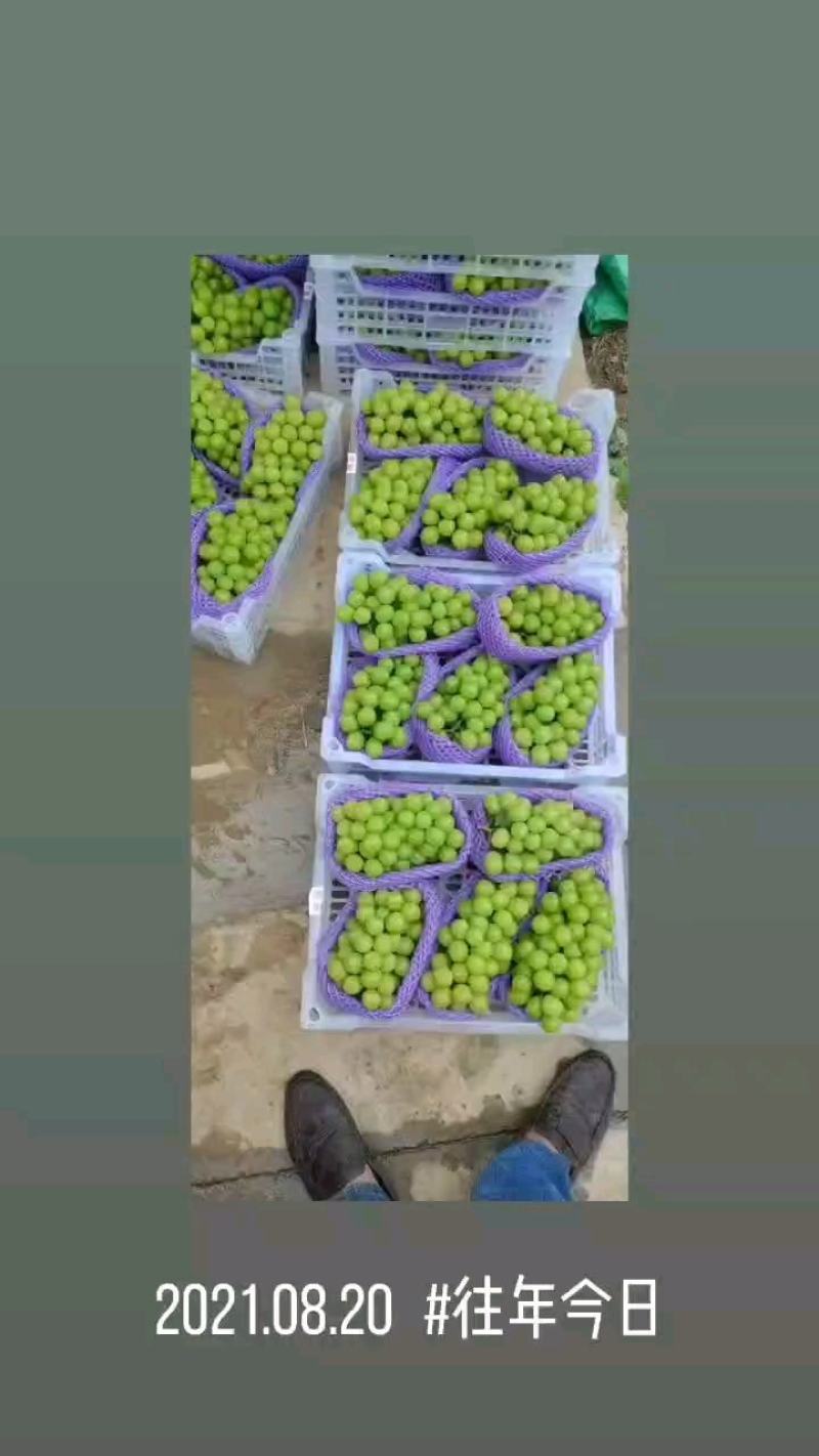 葡萄苗，夏黑根嫁接，5bb，贝达根嫁接50万棵