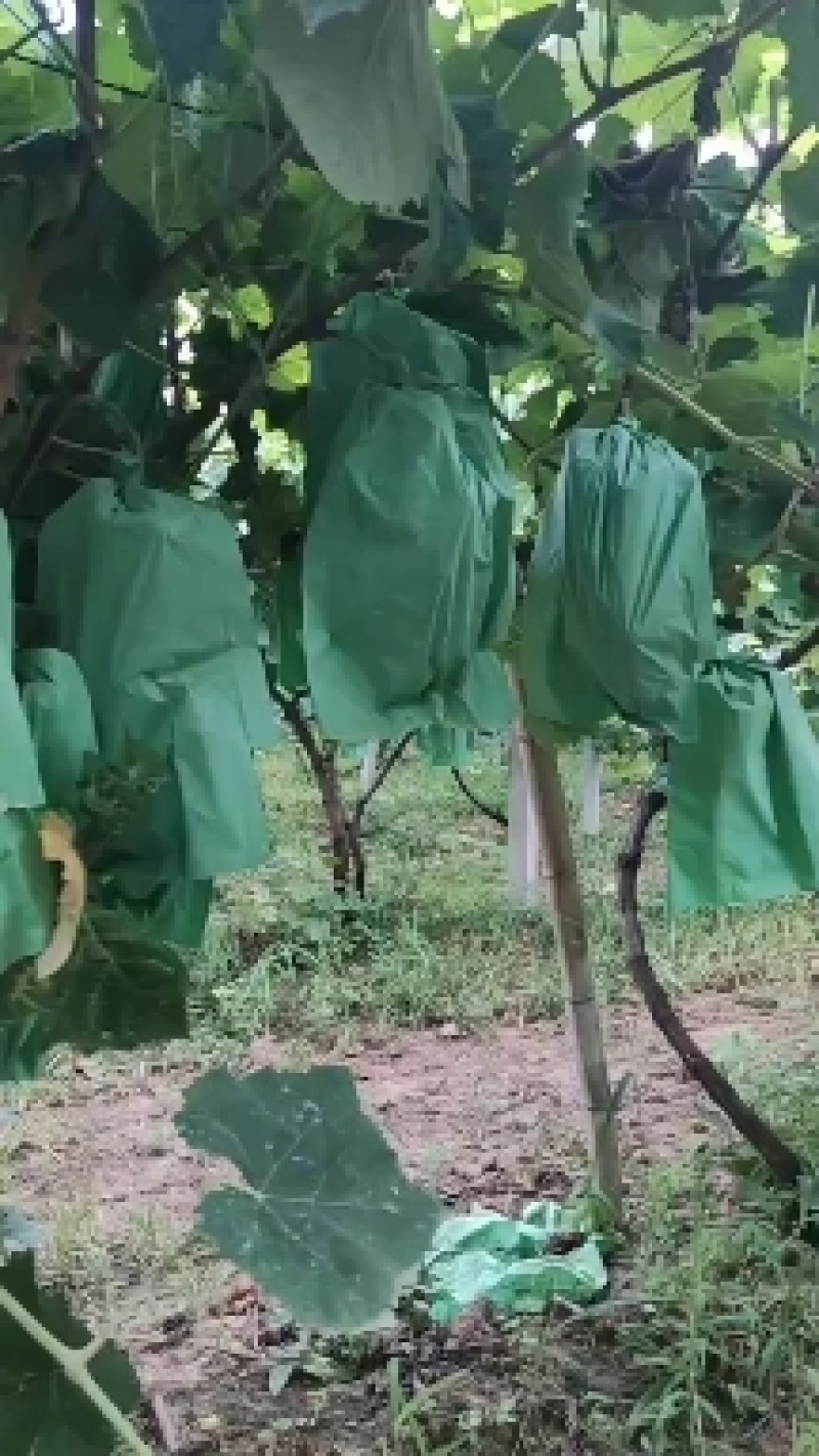 葡萄苗，夏黑根嫁接，5bb，贝达根嫁接50万棵