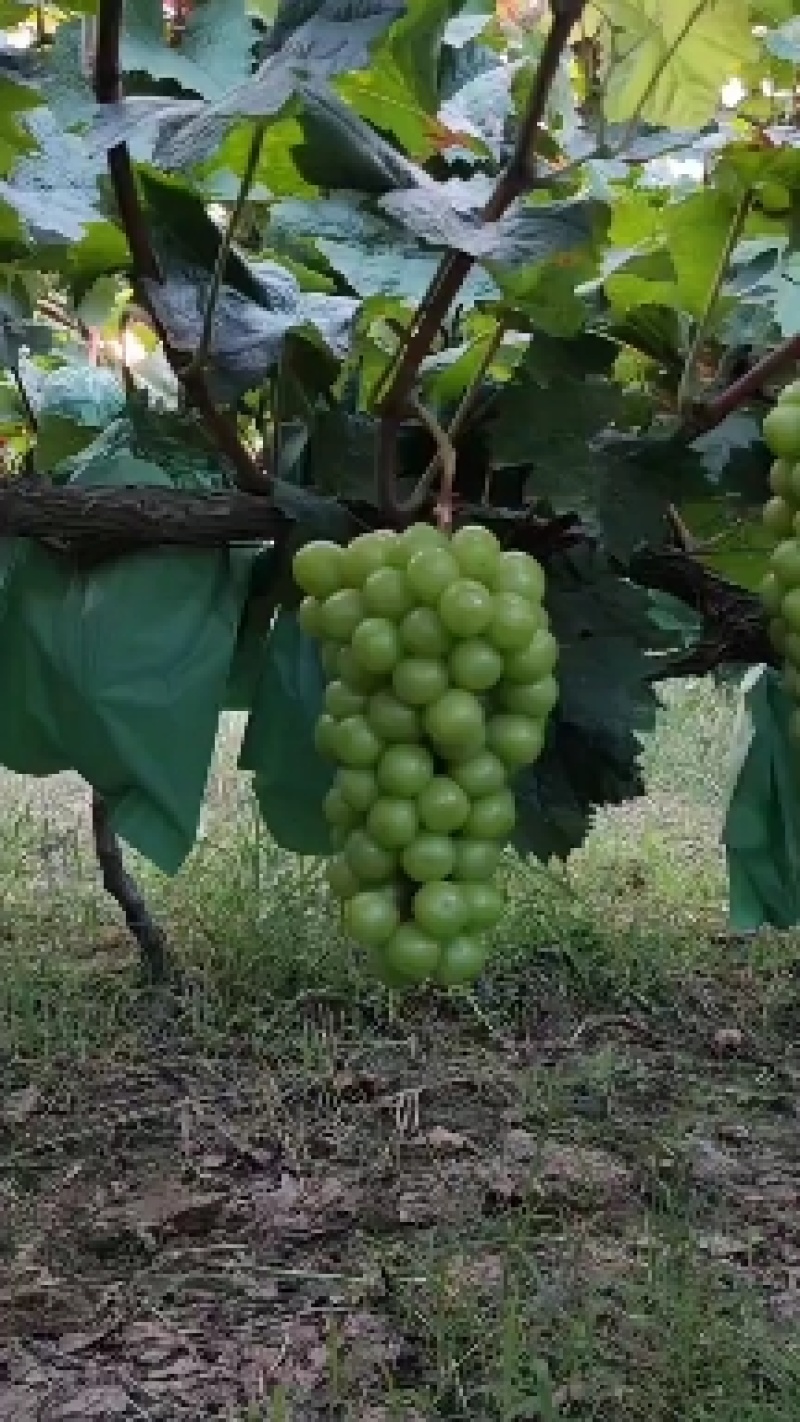 葡萄苗，夏黑根嫁接，5bb，贝达根嫁接50万棵