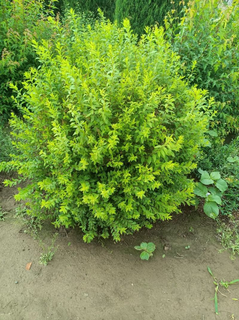 鲜切花，珍珠绣线菊，雪柳喷雪花，珍珠绣线菊播种小苗，绿篱