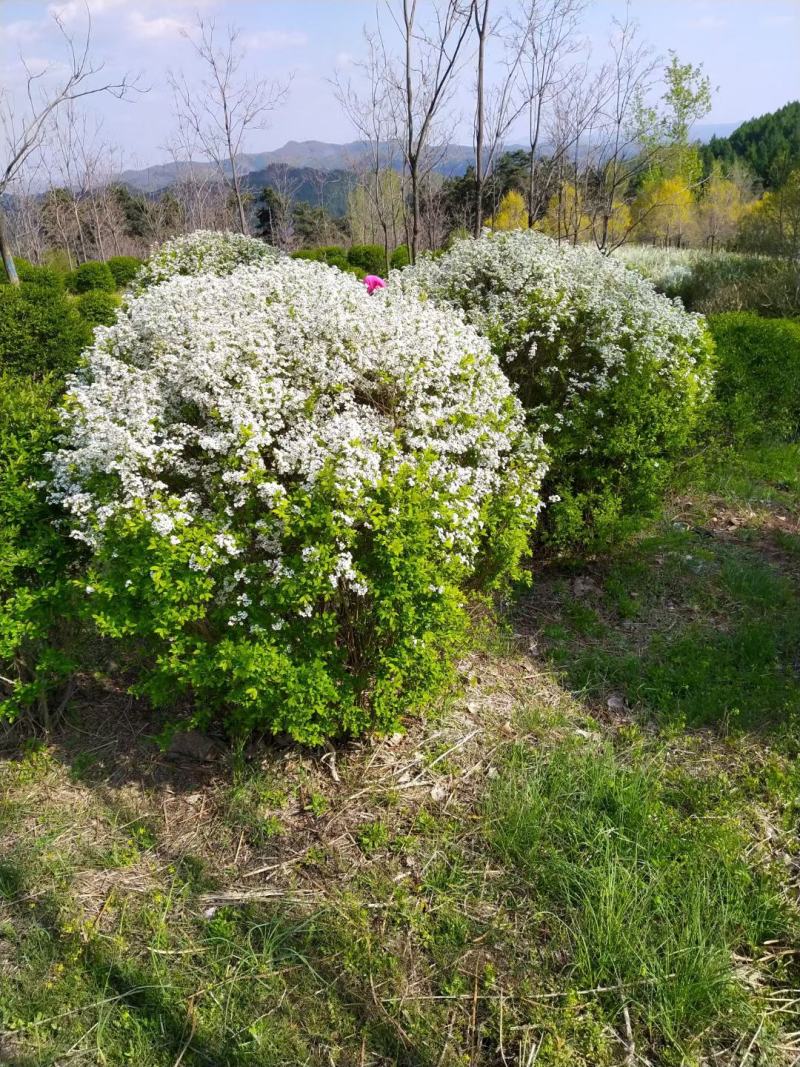 鲜切花，珍珠绣线菊，雪柳喷雪花，珍珠绣线菊播种小苗，绿篱