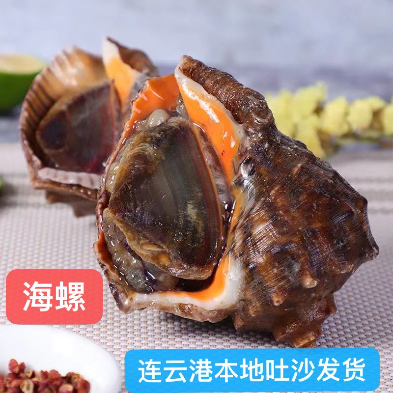 连云港贝类鲜活海螺海鲜水产批发产地直发