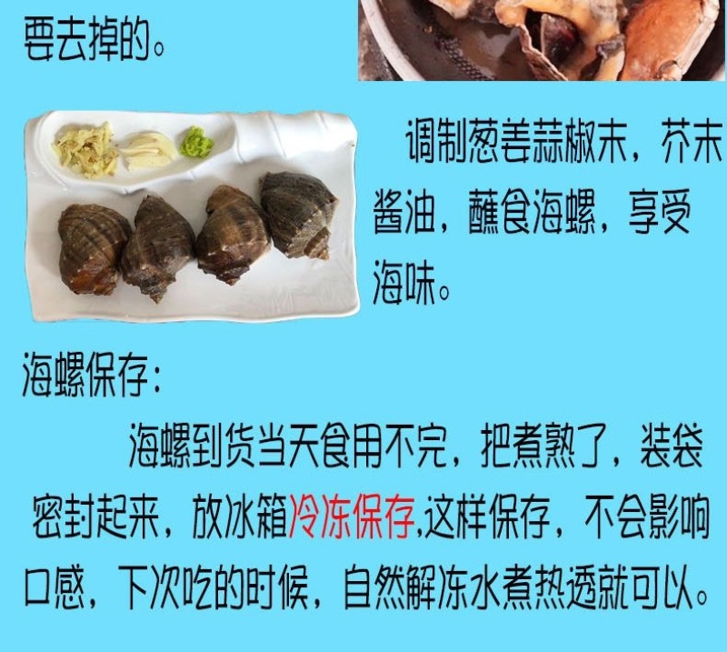 连云港贝类鲜活海螺海鲜水产批发产地直发