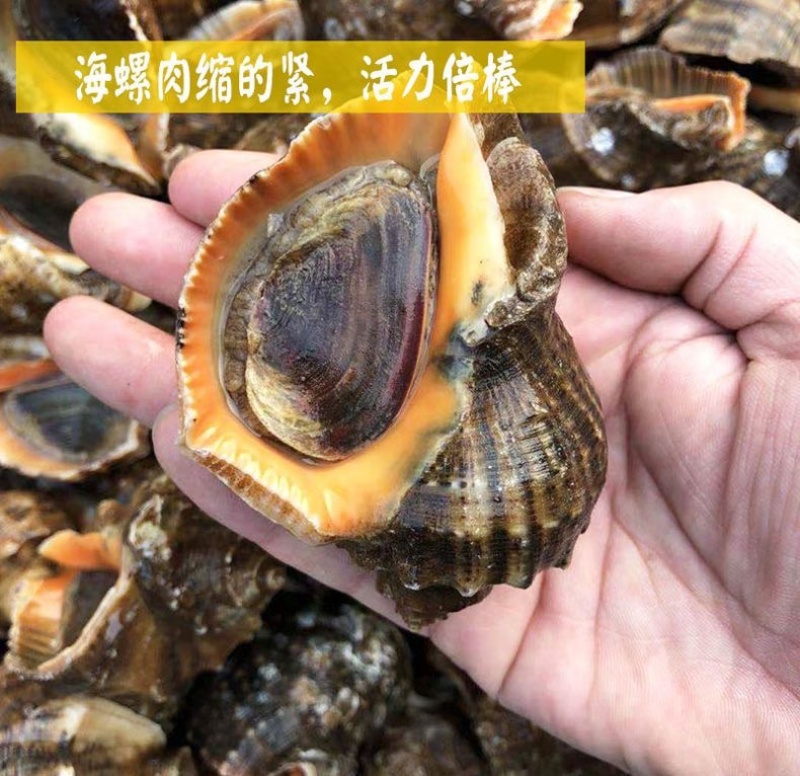 连云港贝类鲜活海螺海鲜水产批发产地直发