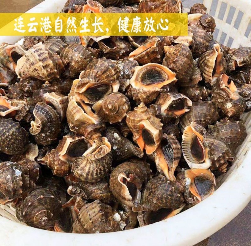 连云港贝类鲜活海螺海鲜水产批发产地直发