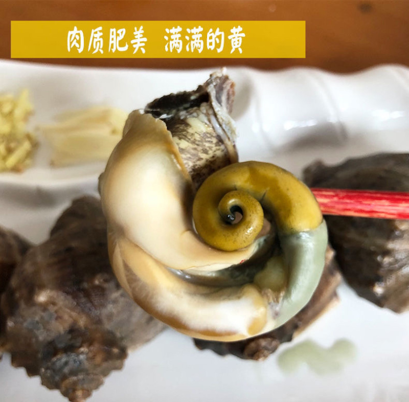 连云港贝类鲜活海螺海鲜水产批发产地直发