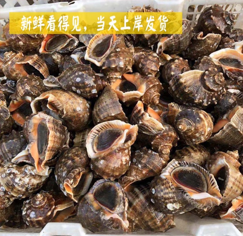 连云港贝类鲜活海螺海鲜水产批发产地直发