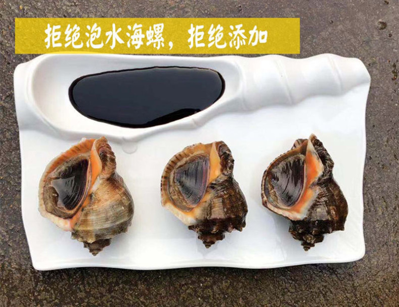 连云港贝类鲜活海螺海鲜水产批发产地直发