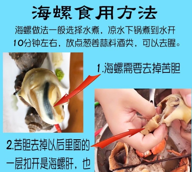 连云港贝类鲜活海螺海鲜水产批发产地直发