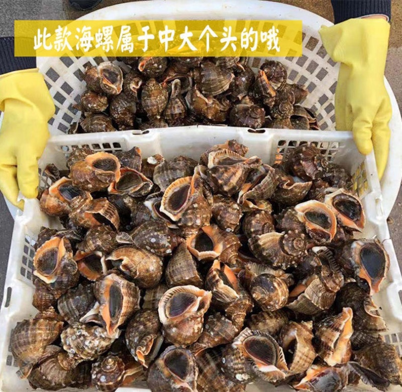 连云港贝类鲜活海螺海鲜水产批发产地直发