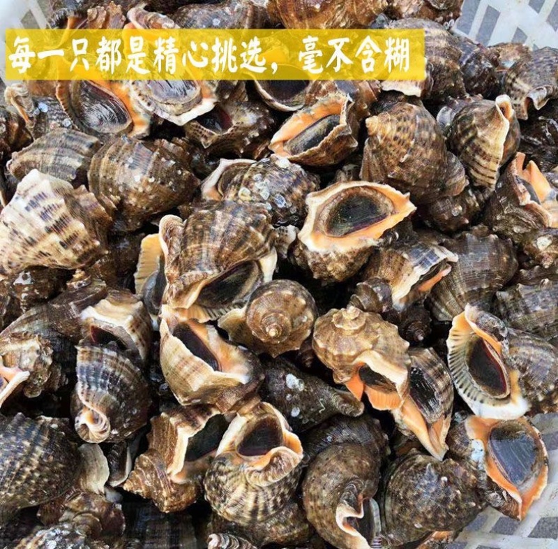 连云港贝类鲜活海螺海鲜水产批发产地直发