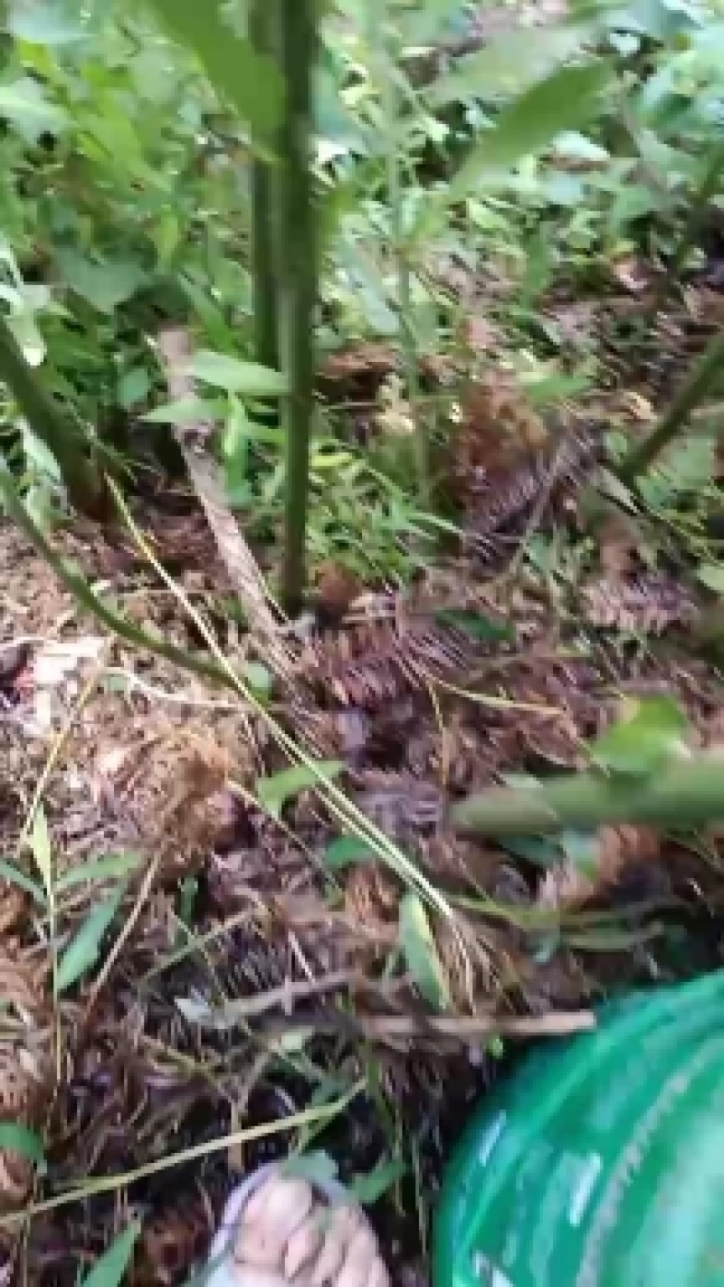 贵州高山阳荷