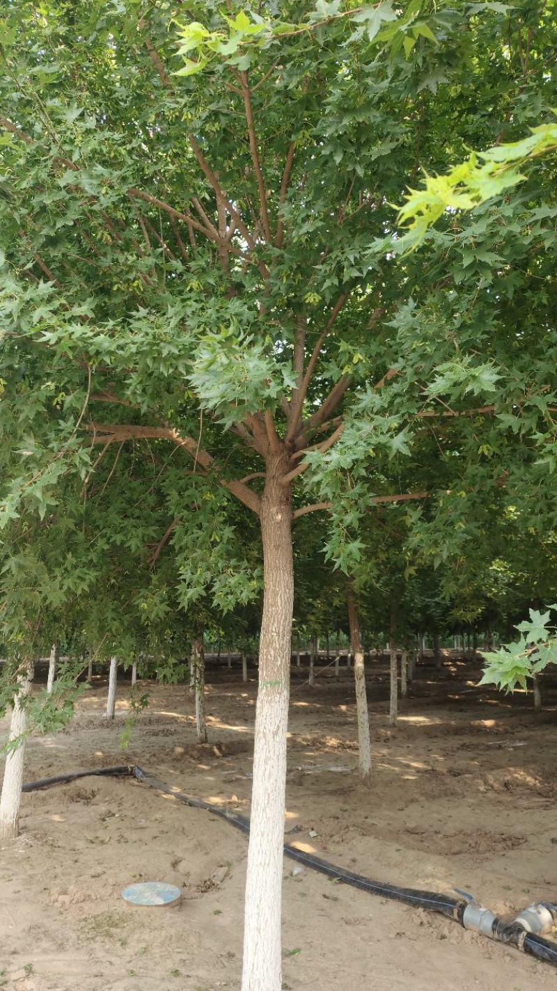 精品五角枫，元宝枫山东2000亩基地量大