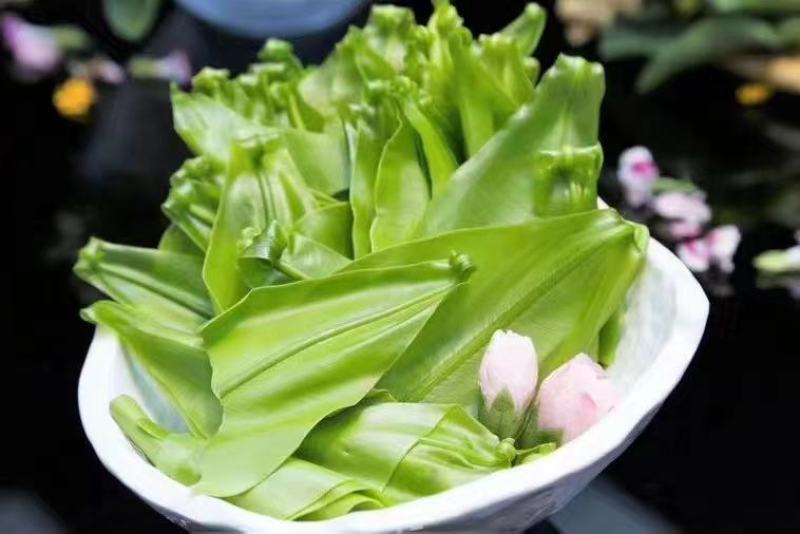 山苏叶蔬菜/精品养生菜，广东省包邮！1件20斤起发货。
