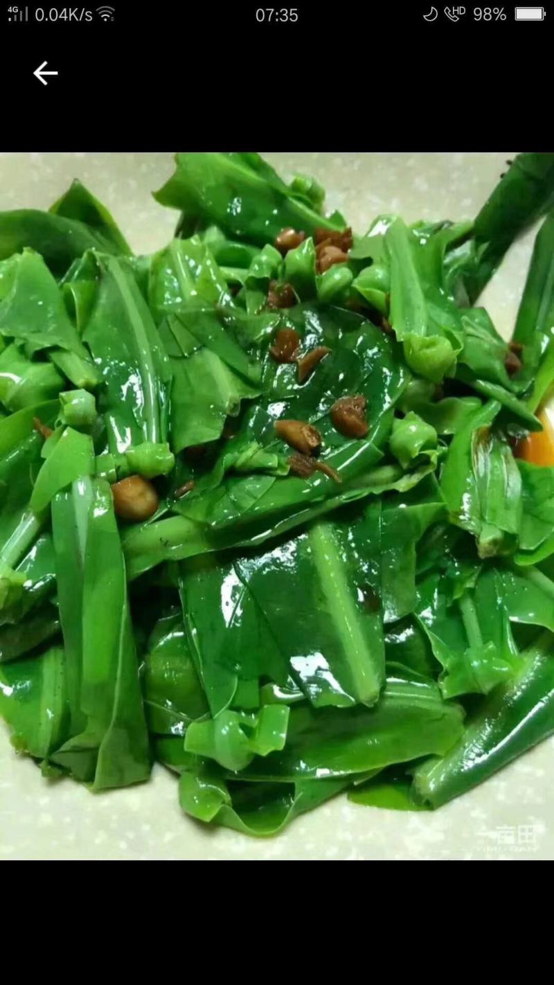 山苏叶蔬菜/精品养生菜，广东省包邮！1件20斤起发货。