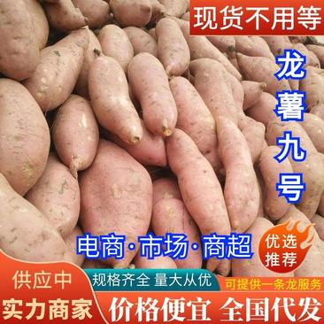 【精选】开封红薯龙薯九号规格齐全现货供应中一条龙服务