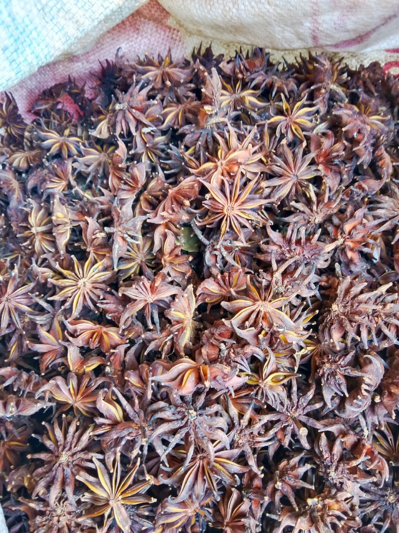 莽草中药材太阳晒干无硫磺
