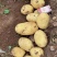 希森，v7荷兰土豆806电商货，市场货，联系量大从优