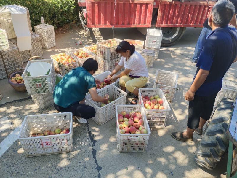 河南灵宝寺河山产区优质嘎啦，口感脆甜多汁，商超品质。