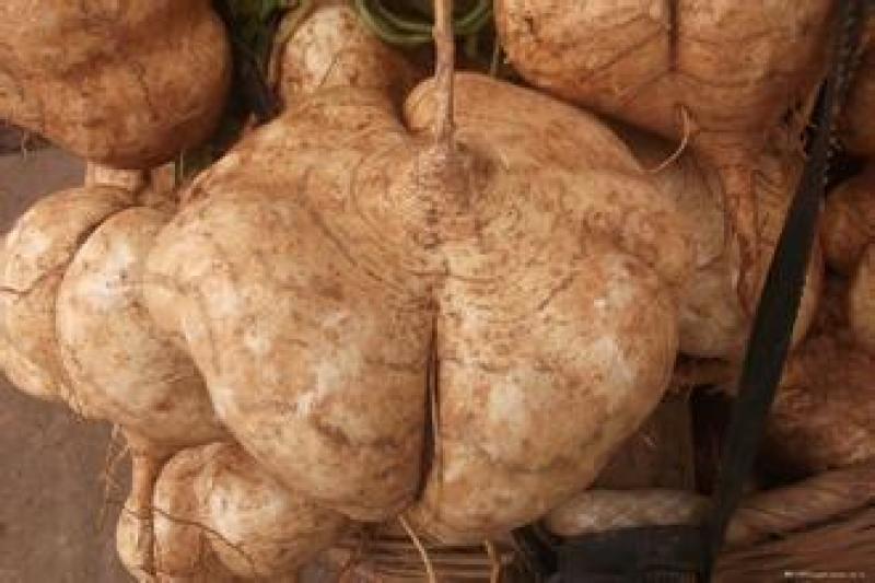豆薯，地瓜，凉薯
