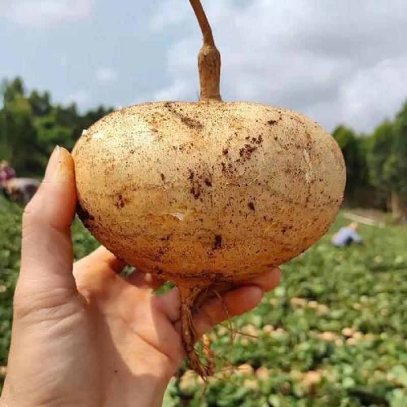 豆薯，地瓜，凉薯