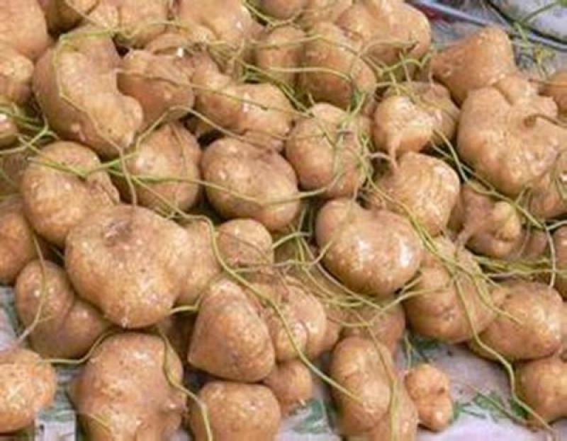 豆薯，地瓜，凉薯