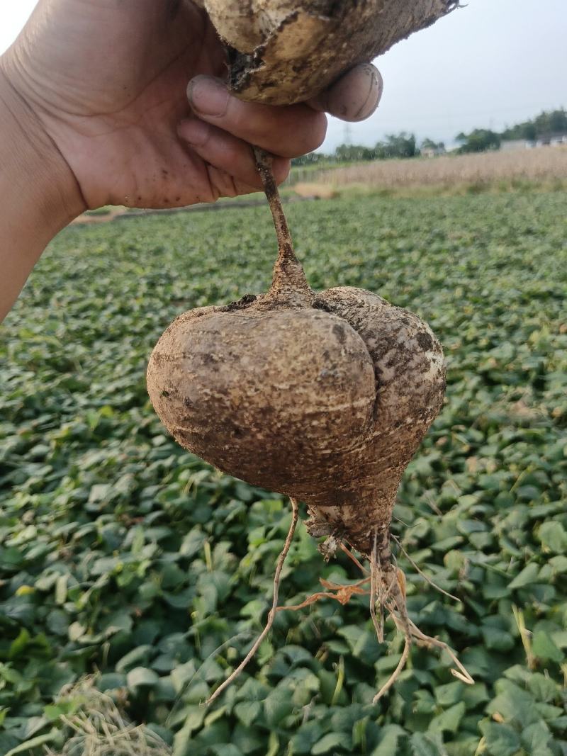 豆薯，地瓜，凉薯