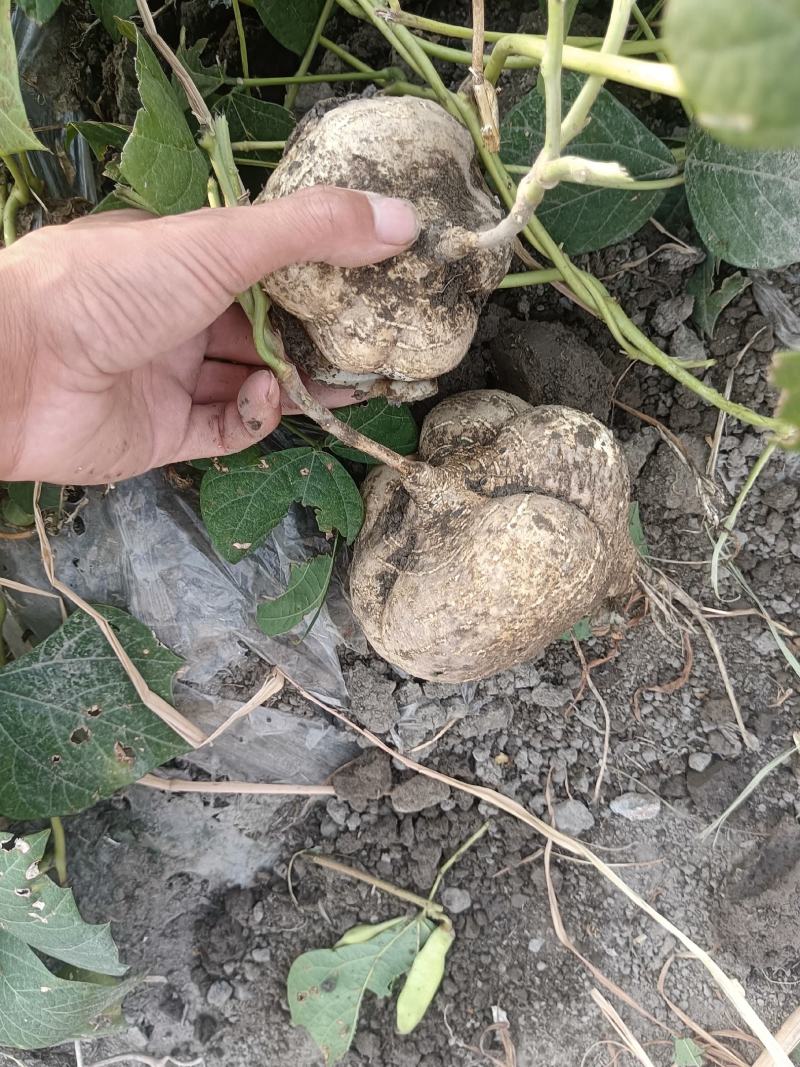 豆薯，地瓜，凉薯