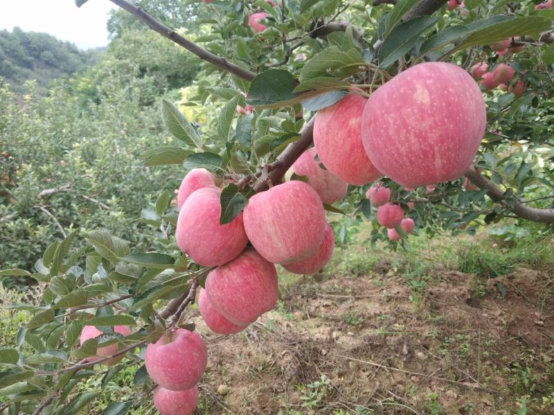 河南灵宝寺河山红星纸袋苹果口感甜，香味浓，商超品质，大量