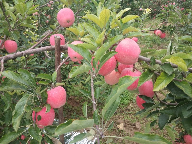 河南灵宝寺河山红星纸袋苹果口感甜，香味浓，商超品质，大量