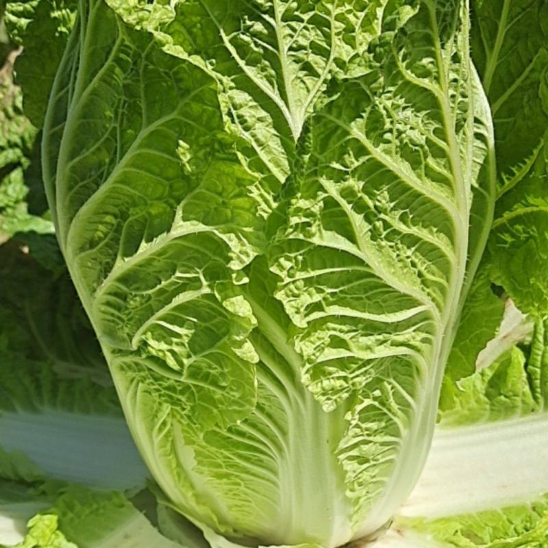 蔚县旱地黄心大白菜