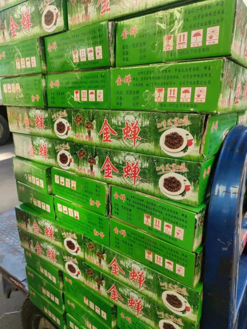 金蝉，白蝉，大小包装，常年有货，欢迎联系