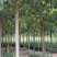 楸树种植户欢迎实地看货【运费协商发货】