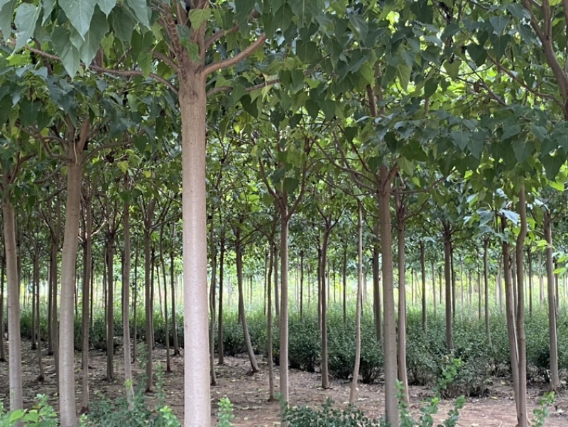楸树种植户欢迎实地看货【运费协商发货】