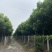 楸树种植户欢迎实地看货【运费协商发货】
