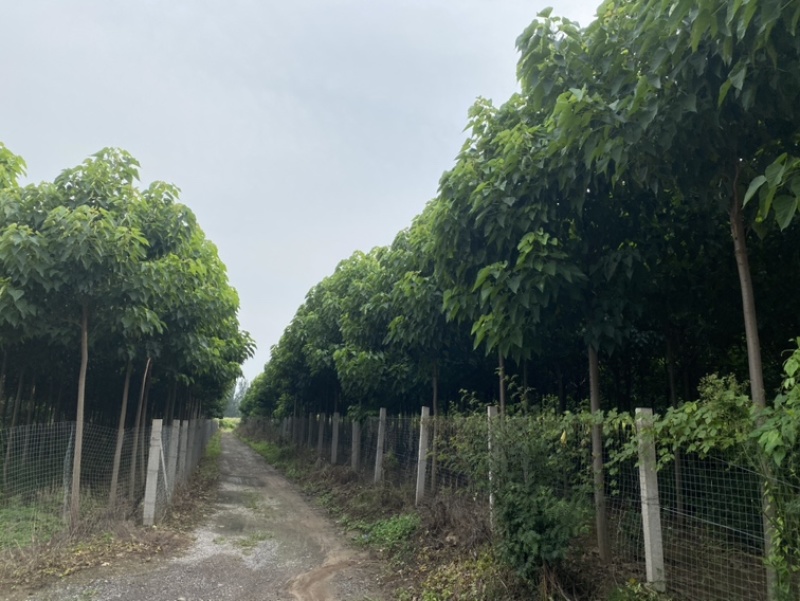 楸树种植户欢迎实地看货【运费协商发货】