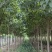 楸树种植户欢迎实地看货【运费协商发货】