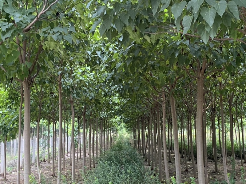 楸树种植户欢迎实地看货【运费协商发货】