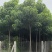 楸树种植户欢迎实地看货【运费协商发货】