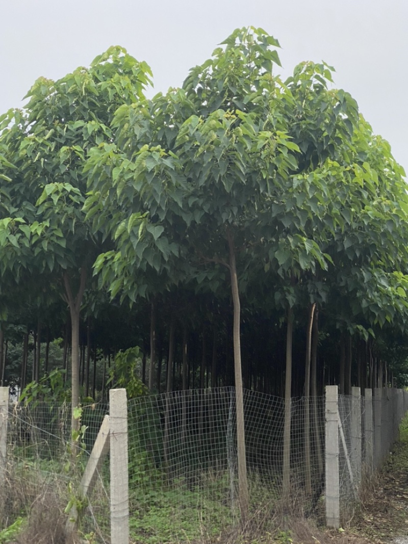 楸树种植户欢迎实地看货【运费协商发货】