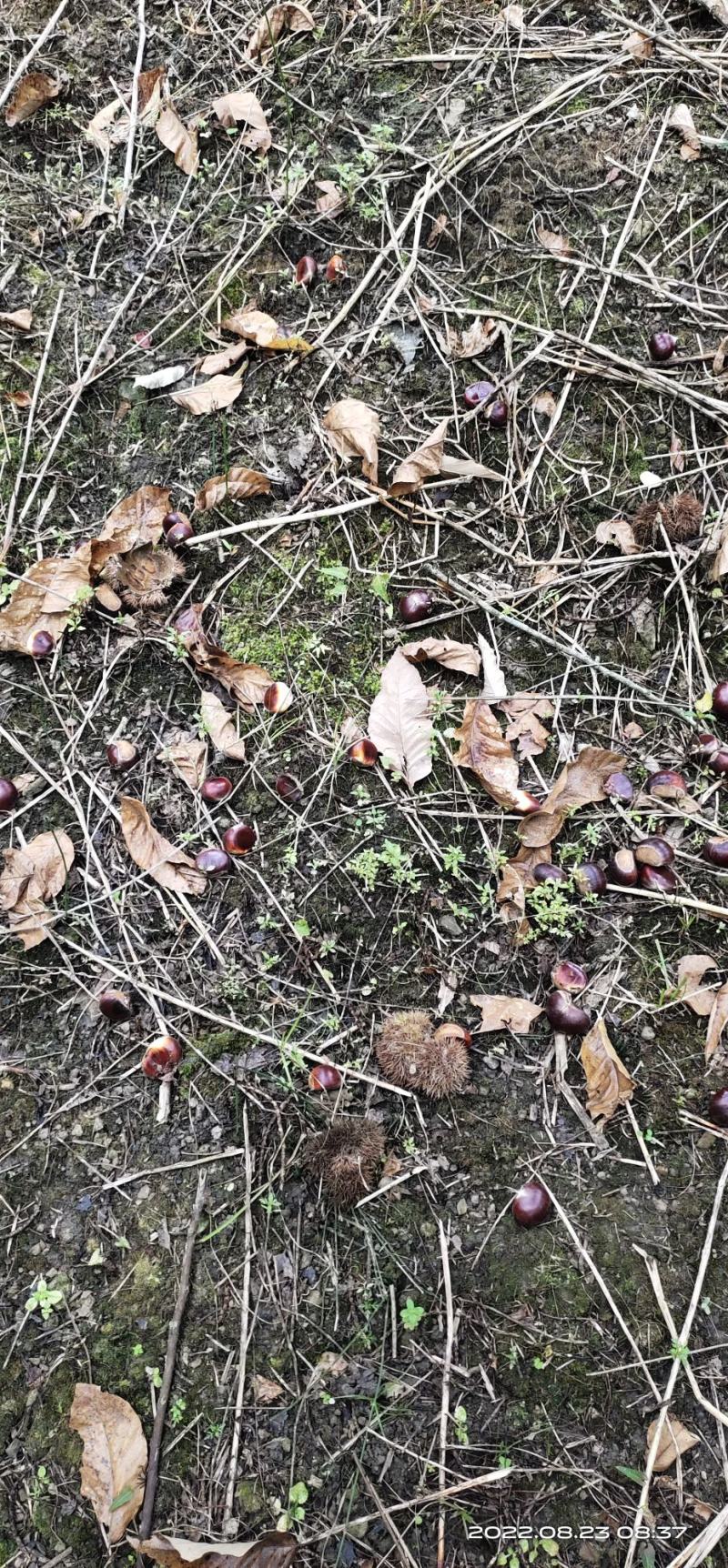 人工精选生鲜板栗，商超传传，无虫眼，无烂果产地助农直批。