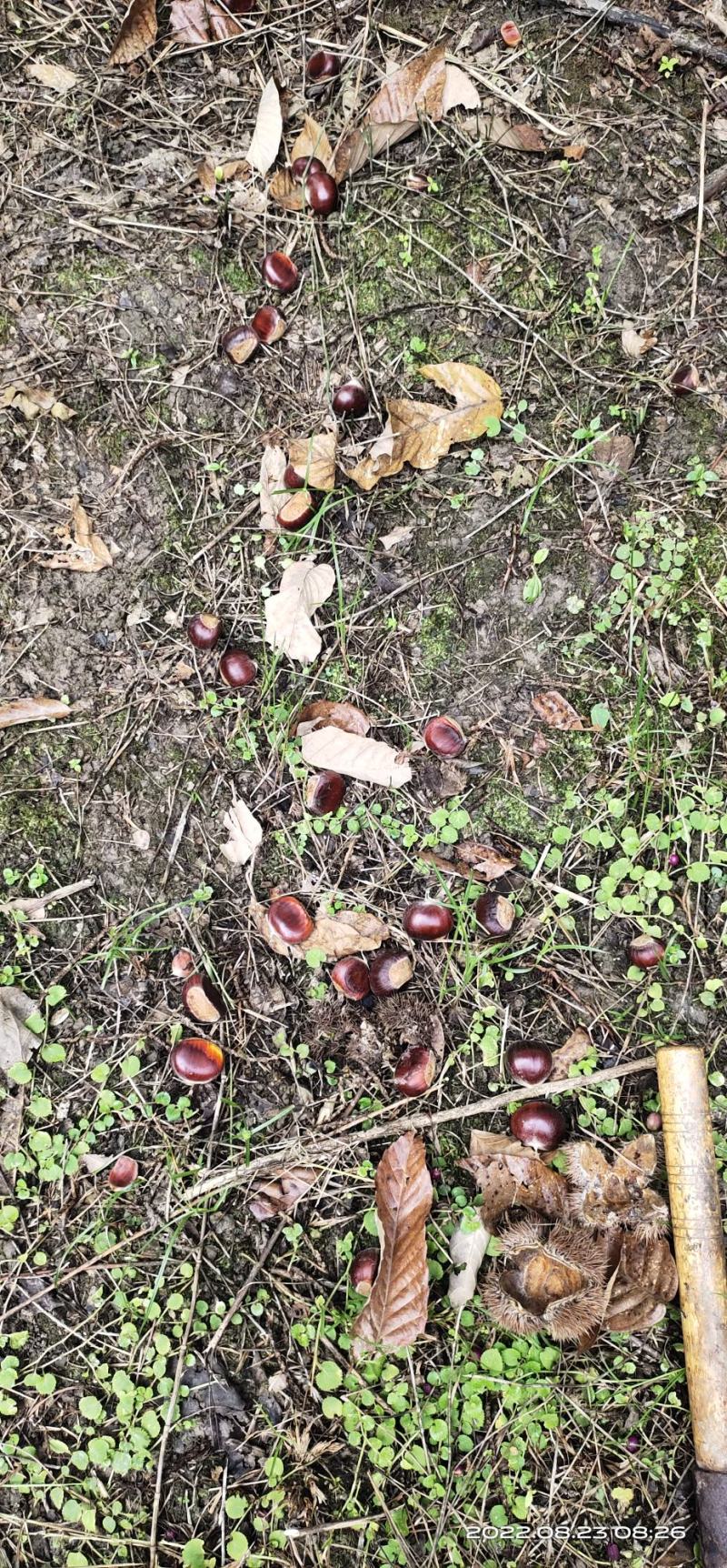 人工精选生鲜板栗，商超传传，无虫眼，无烂果产地助农直批。