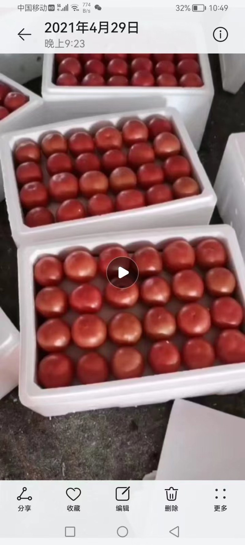 暖棚硬粉西红柿陆续上市中