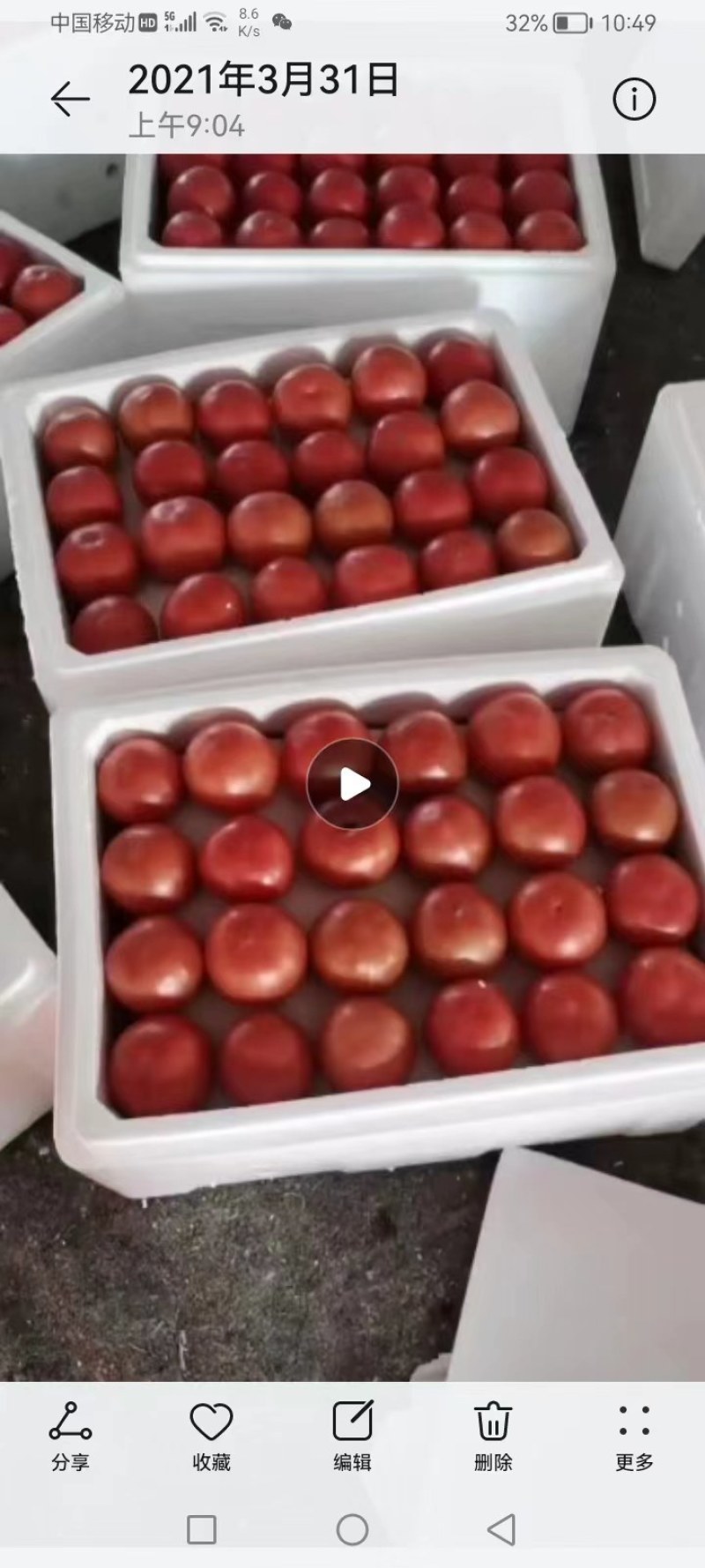 暖棚硬粉西红柿陆续上市中