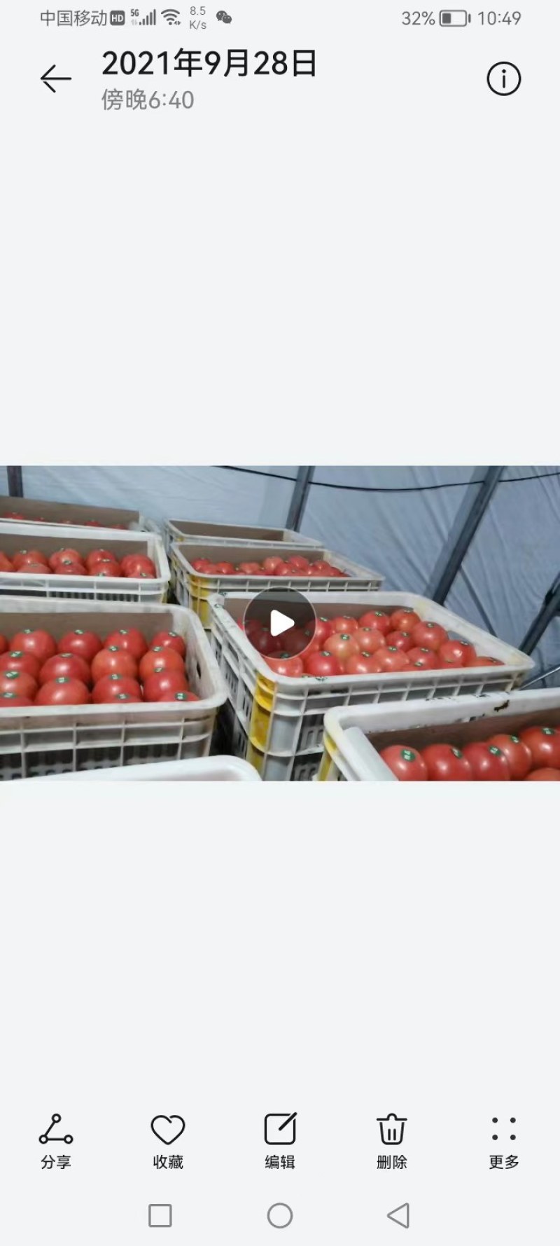 暖棚硬粉西红柿陆续上市中